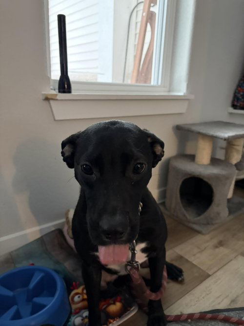 LUCY - Labrador Retriever available for adoption