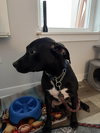 Lucy - Photo 4