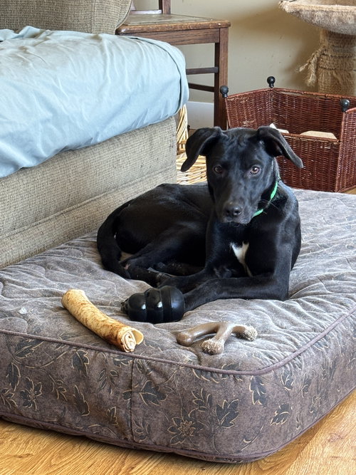 picture of the dog needing adoption