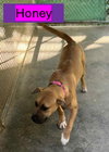 Honey - Photo 5