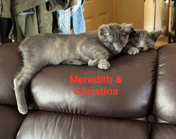 Meredith - Grey's Anatomy Litter