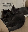McDreamy - Grey's Anatomy Litter - Photo 1