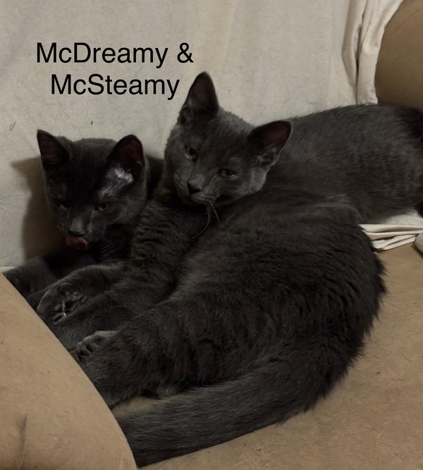 McDreamy - Grey's Anatomy Litter