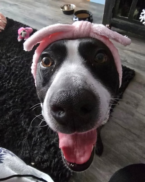picture of the dog needing adoption