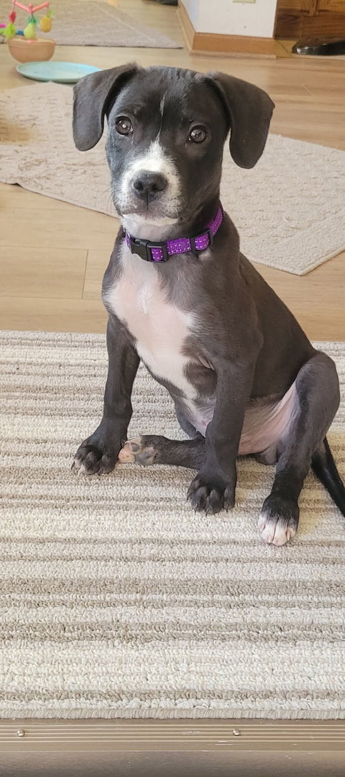 picture of the dog needing adoption