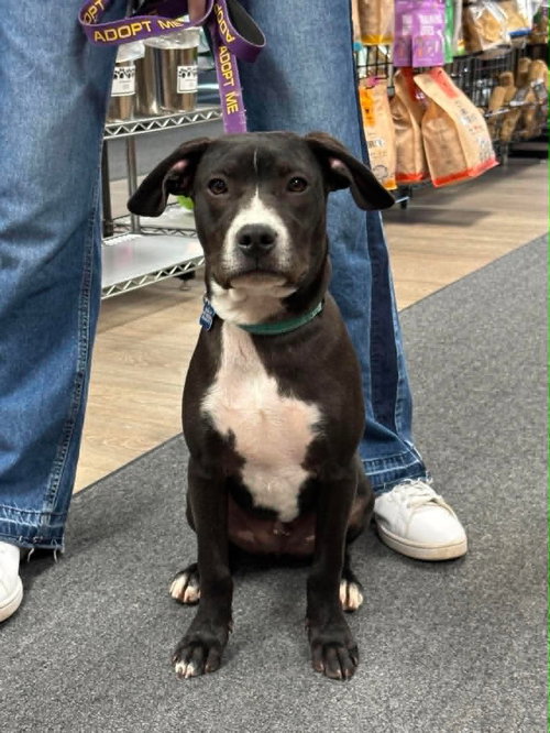 Johnny, an adoptable Labrador Retriever in Sheboygan, WI