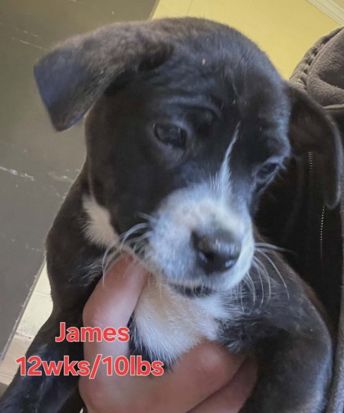 picture of the dog needing adoption