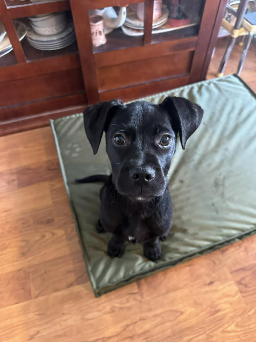 picture of the dog needing adoption