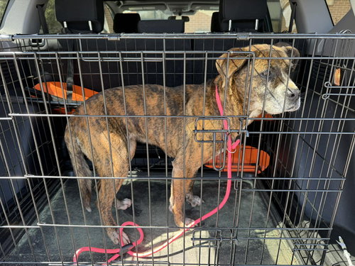 HONEY - American Staffordshire Terrier available for adoption