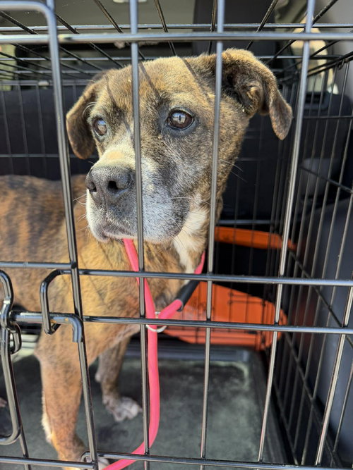 HONEY - American Staffordshire Terrier available for adoption
