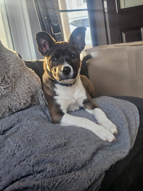 ASPEN- WI LITTER, an adoptable Husky in Sheboygan, WI