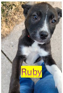 RUBY - WI LITTER