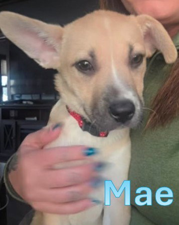 MAE - WI LITTER, an adoptable Alaskan Malamute in Sheboygan, WI