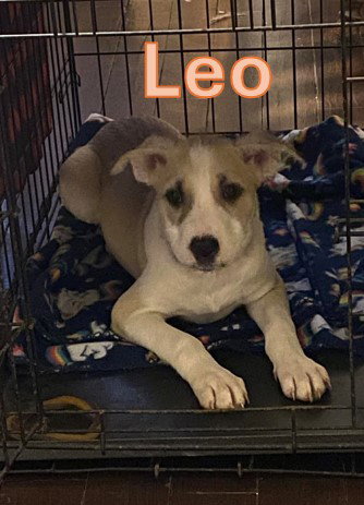 LEO - WI LITTER