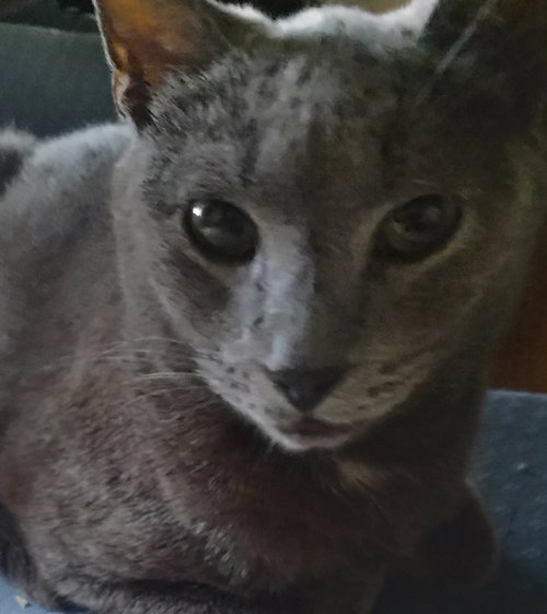Warrior, Adult Russian Blue / Mixed (short coat), cat for adoption in Brookfield, Wisconsin