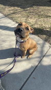 Rosie