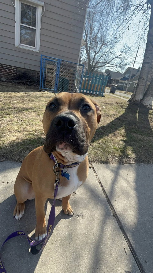 picture of the dog needing adoption