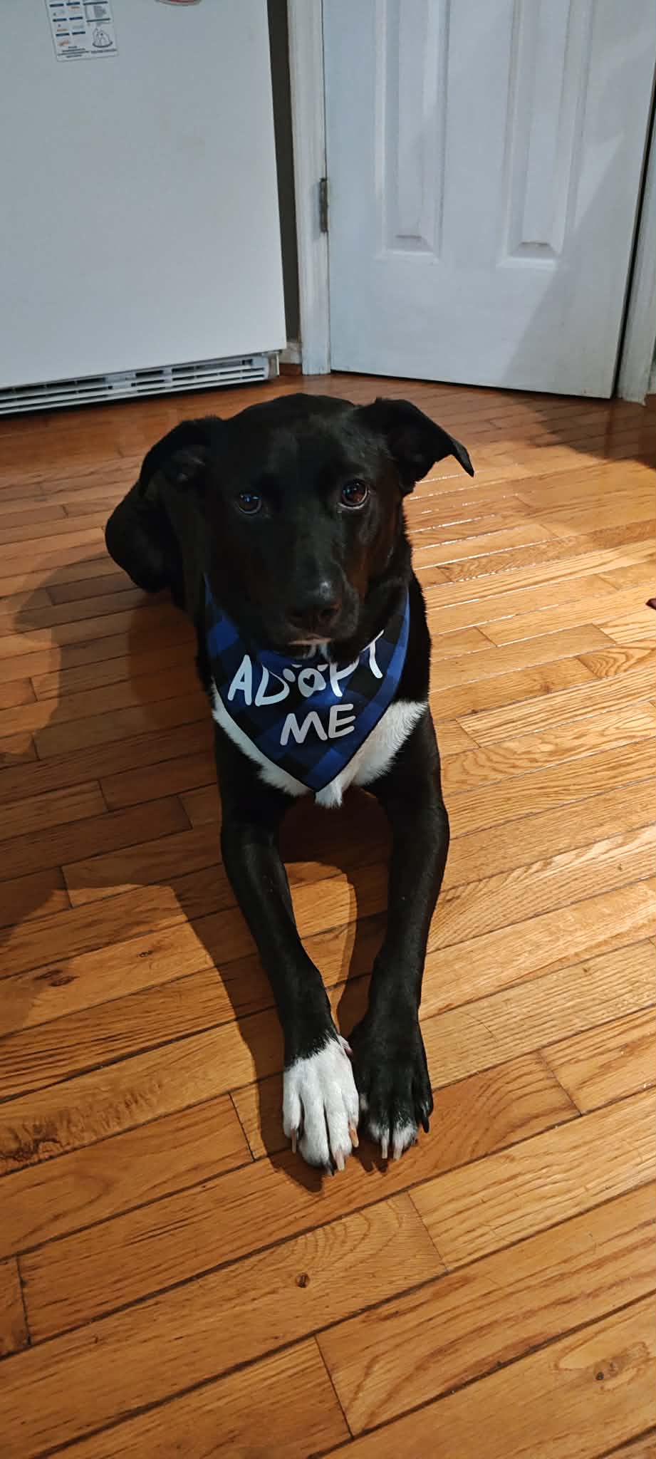Diesel - Coming Soon - Labrador Retriever