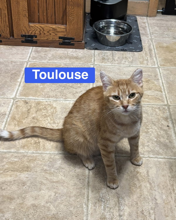 Toulouse
