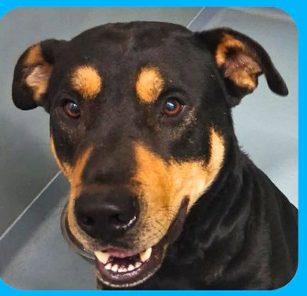CHOPPER - COMING SOON!, an adoptable Rottweiler in Sheboygan, WI