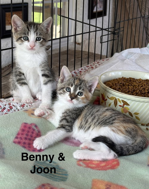 Joon & (Benny) bonded, an adoptable Calico in Sheboygan, WI