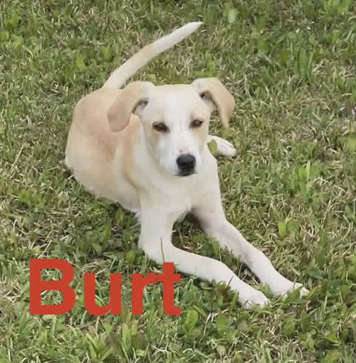 BURT, an adoptable Labrador Retriever in Sheboygan, WI