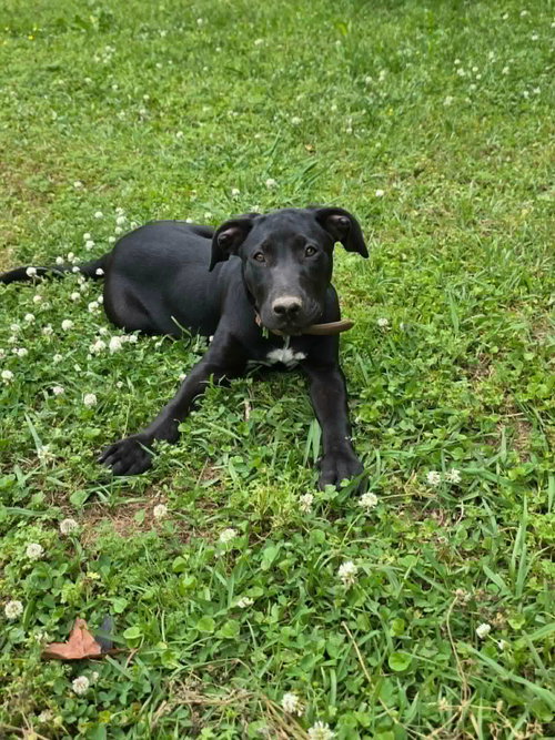 COLTON, an adoptable Labrador Retriever in Sheboygan, WI