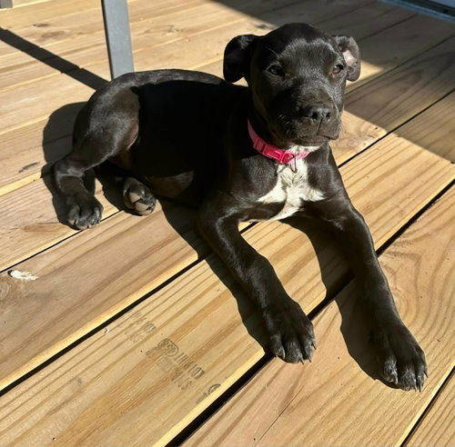 Chloe, an adoptable Labrador Retriever in Sheboygan, WI