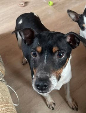 Jim Bob, an adoptable Jack Russell Terrier in Sheboygan, WI