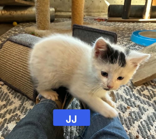 JJ - The Jan Litter, an adoptable Domestic Short Hair in Sheboygan, WI