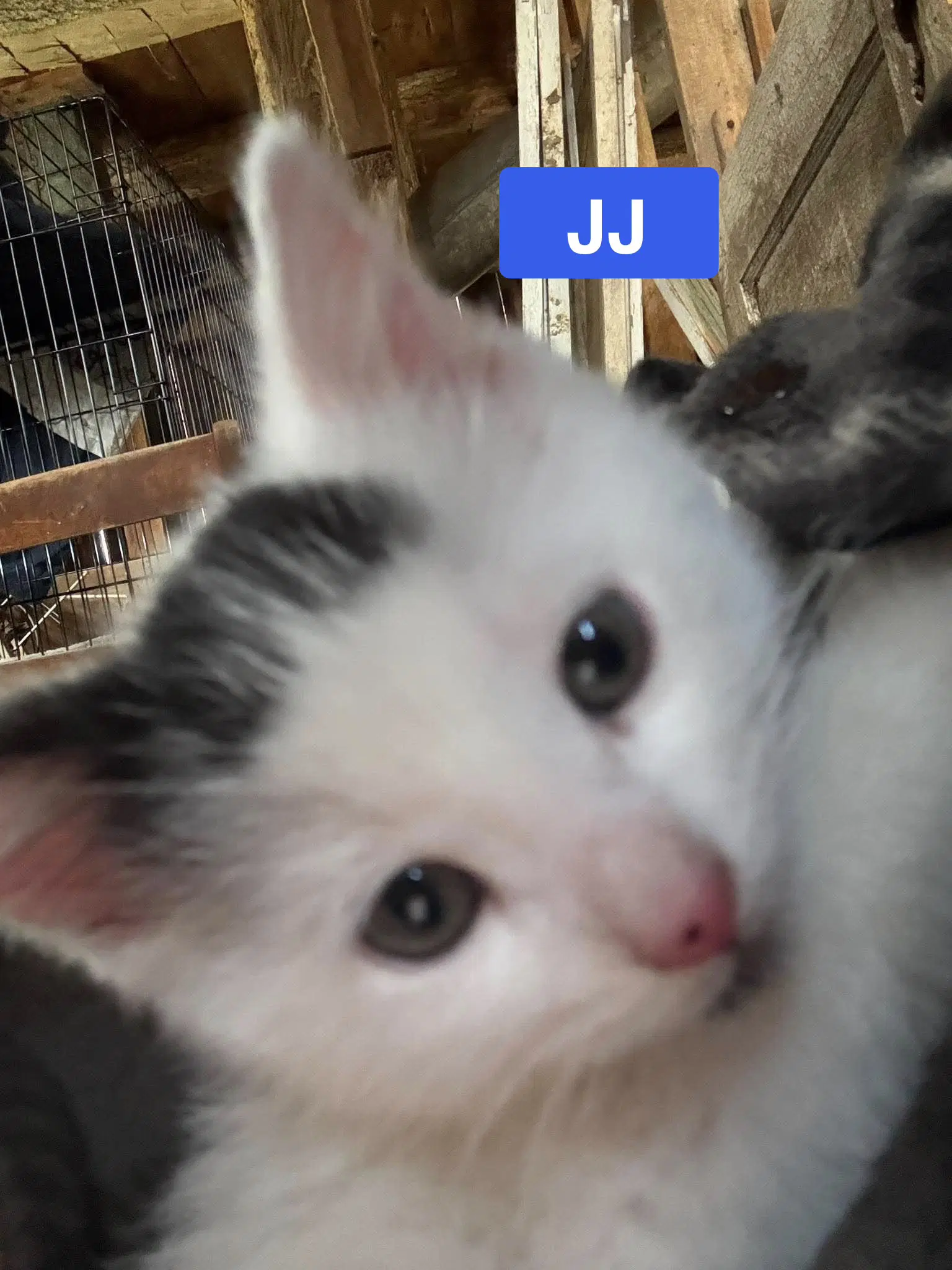 Jj - The Jan Litter image 4
