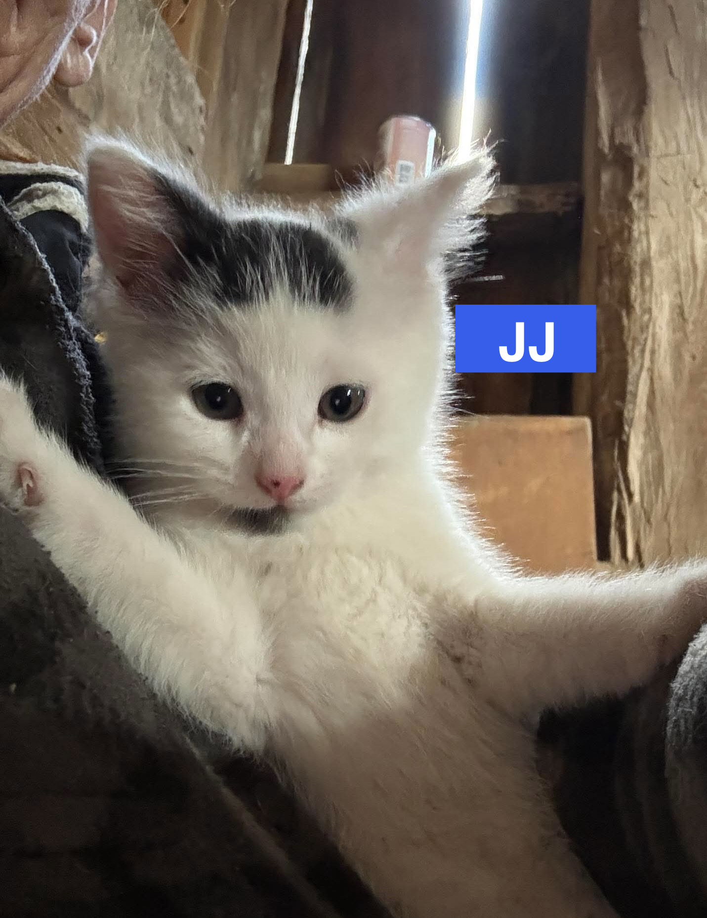 JJ - The Jan Litter, photo 5