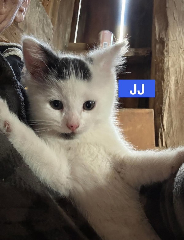 JJ - The Jan Litter