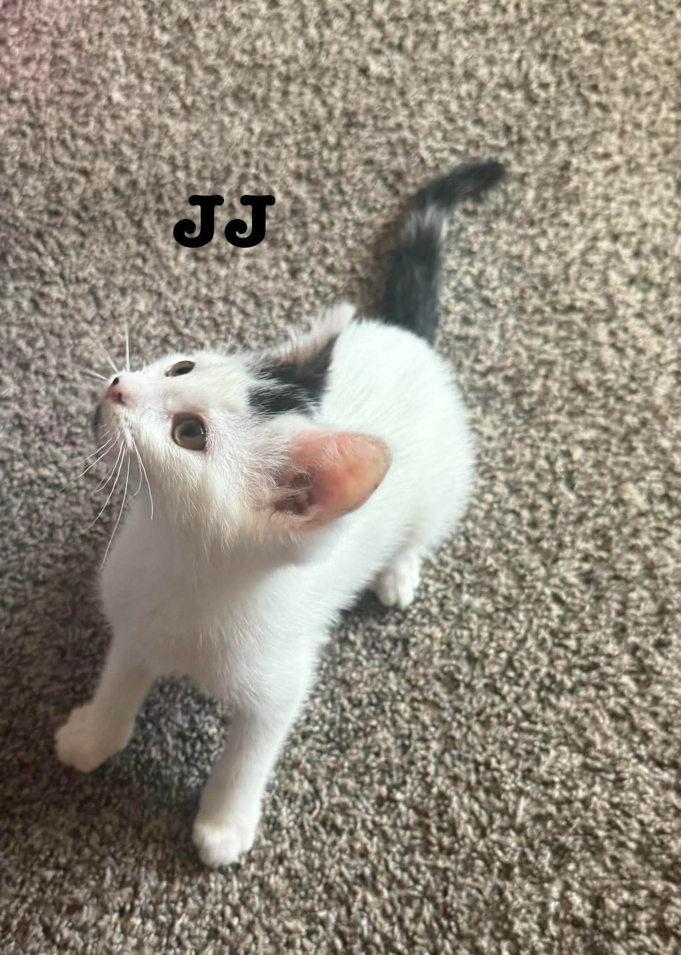 JJ - The Jan Litter, photo 2