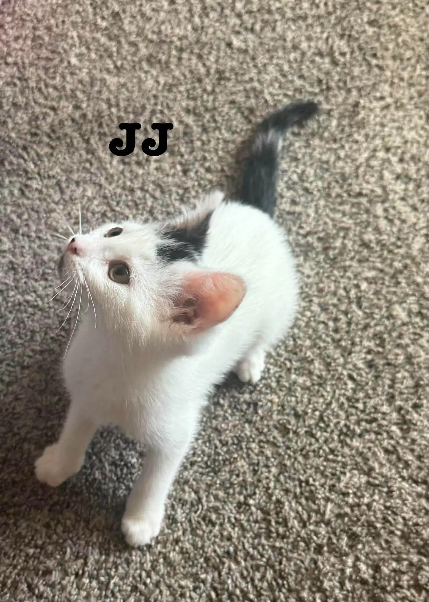 Jj - The Jan Litter image 2