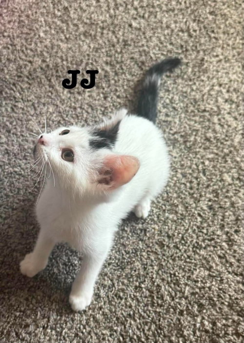 JJ - The Jan Litter, an adoptable Domestic Short Hair in Sheboygan, WI
