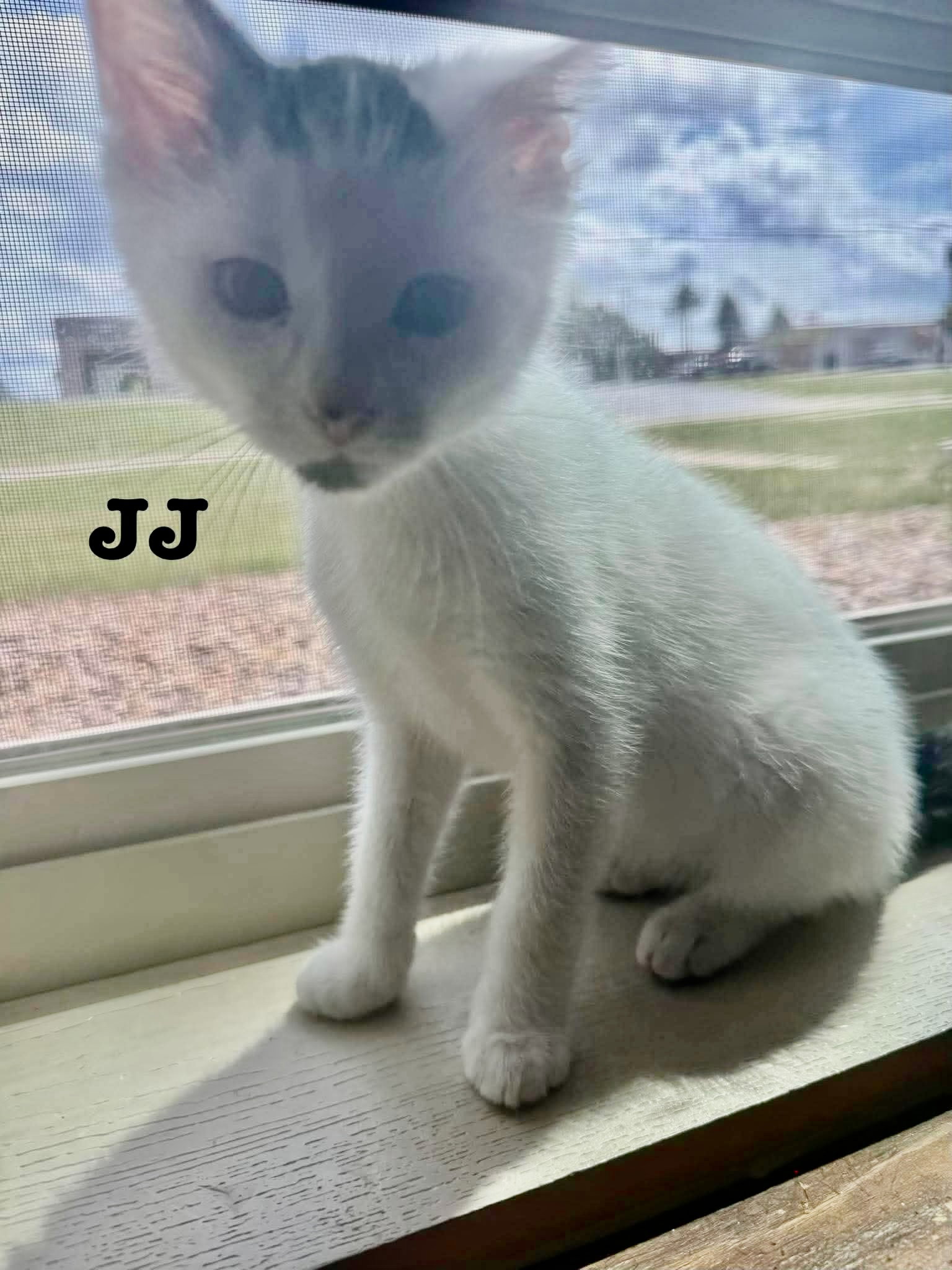 JJ - The Jan Litter, photo 6