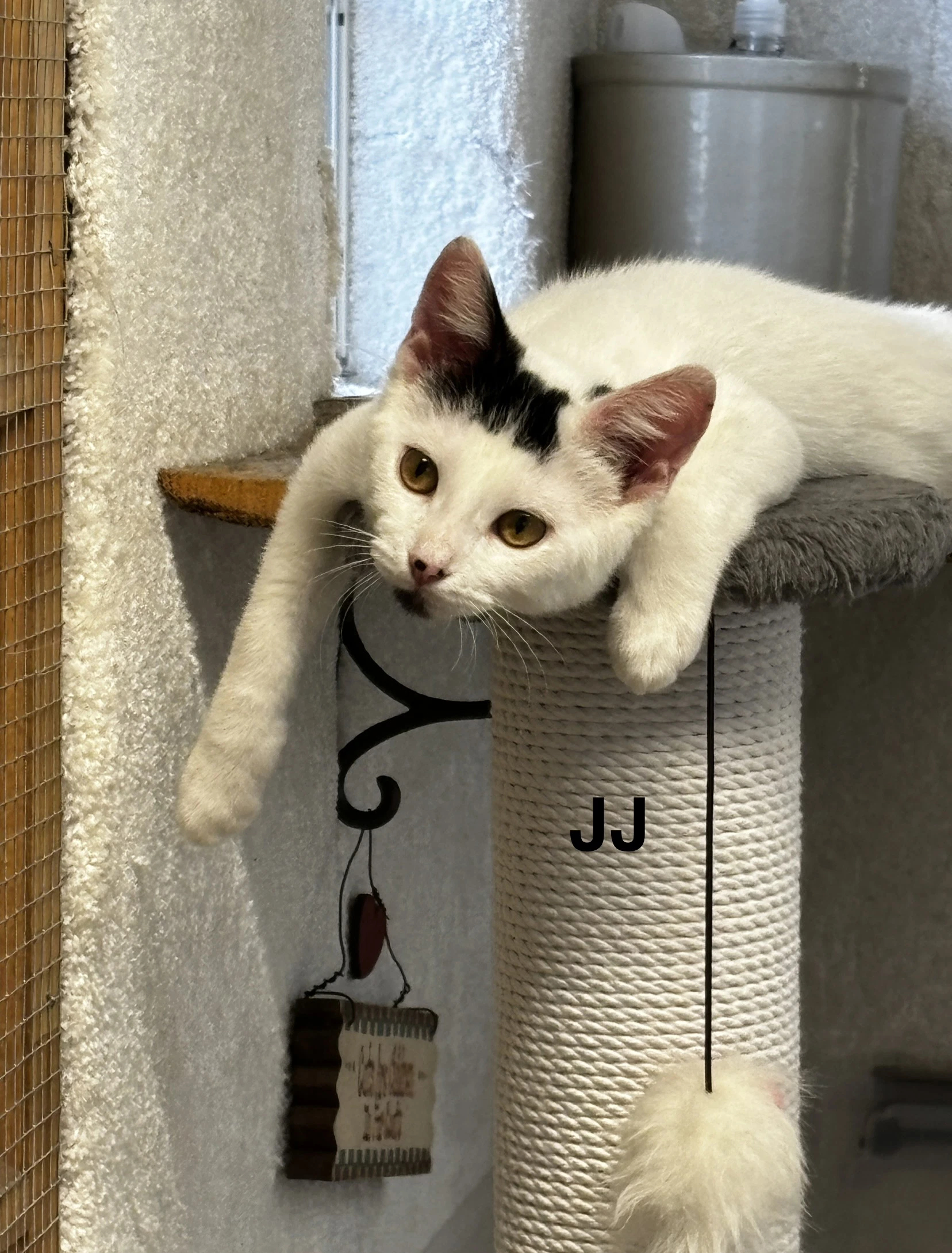 Jj - The Jan Litter