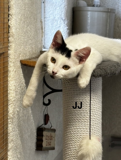 JJ - The Jan Litter, a cat for adoption from PAWS UP PET RESCUE INC