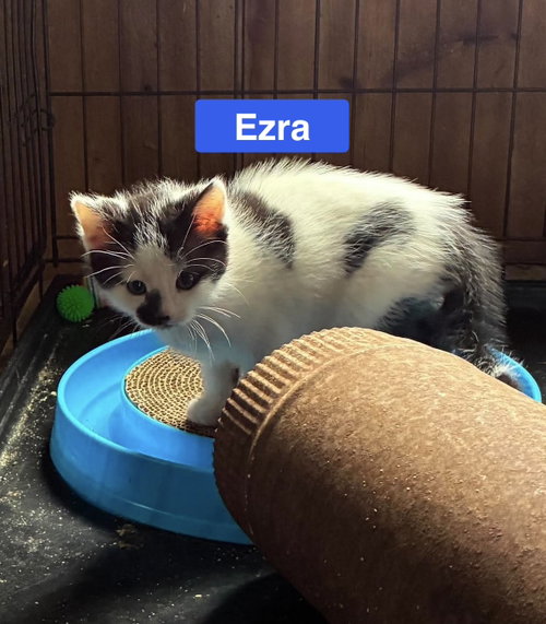 Ezra - The Jan Litter, an adoptable Domestic Short Hair in Sheboygan, WI