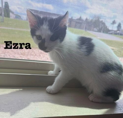 Ezra - The Jan Litter, Baby Domestic Short Hair / Mixed (short coat), cat for adoption in Oshkosh, Wisconsin