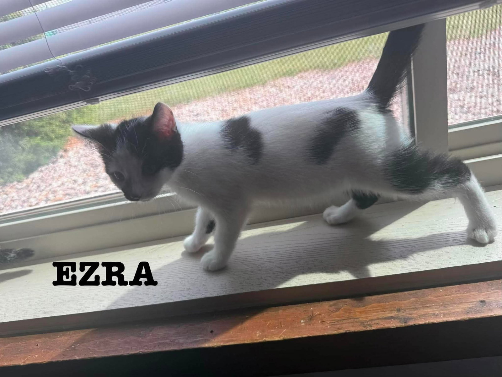 Ezra - The Jan Litter, photo 4