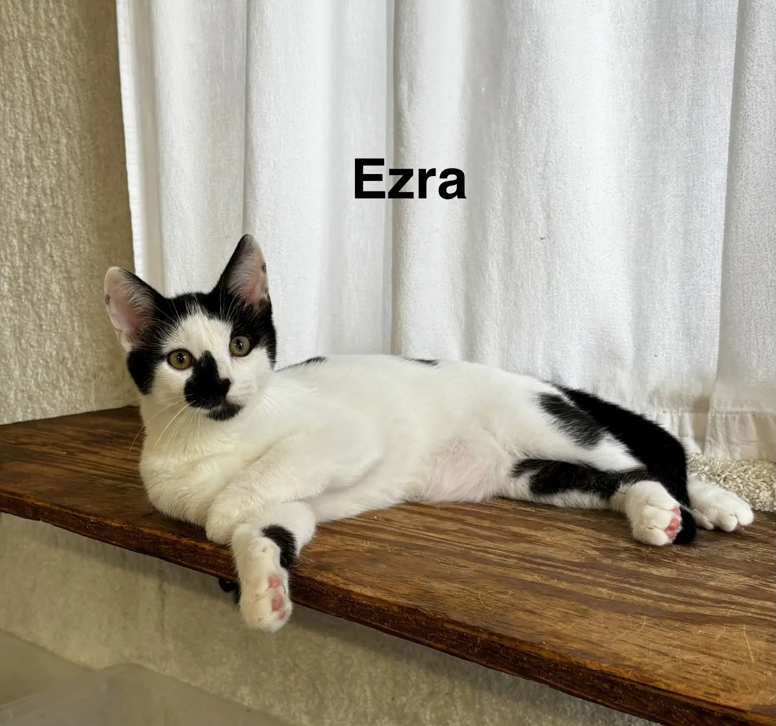 Ezra - The Jan Litter - Domestic Short Hair