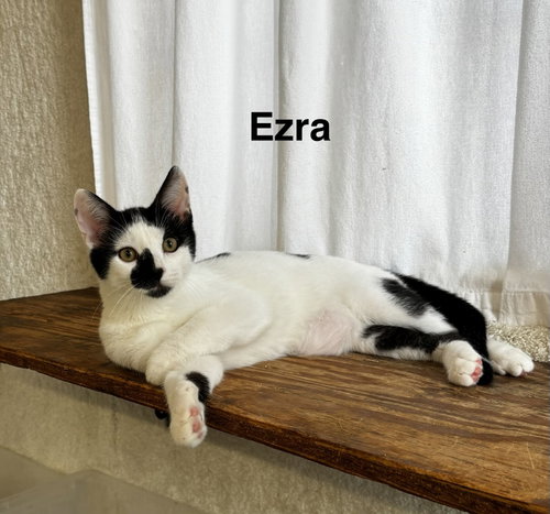 Ezra - The Jan Litter, a cat for adoption from PAWS UP PET RESCUE INC