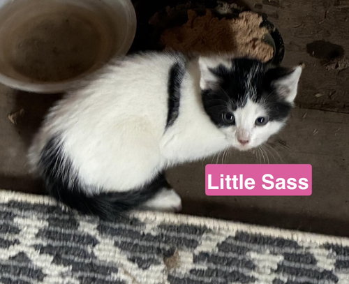 Little Sass - The Jan Litter, an adoptable Domestic Short Hair in Sheboygan, WI