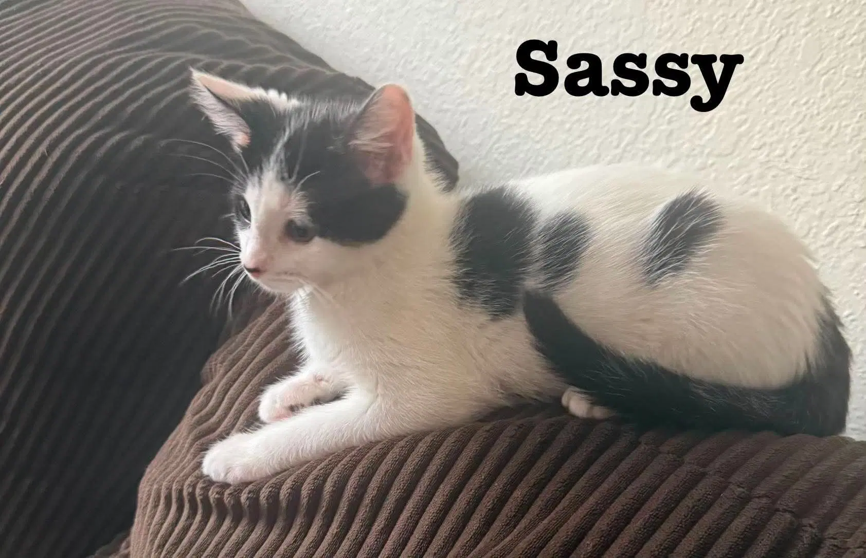 Little Sass - The Jan Litter image 4
