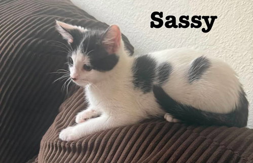 Little Sass - The Jan Litter, Baby Domestic Short Hair / Mixed (short coat), cat for adoption in Oshkosh, Wisconsin