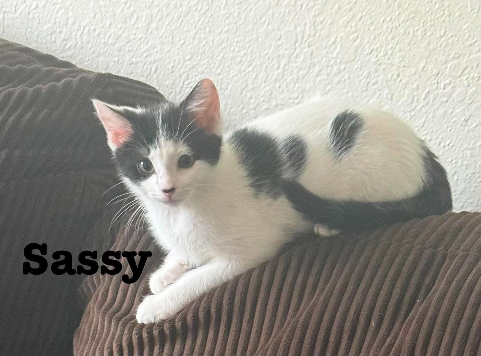 Little Sass - The Jan Litter, photo 5