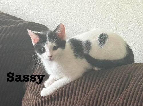 Photo 5 of Little Sass - The Jan Litter