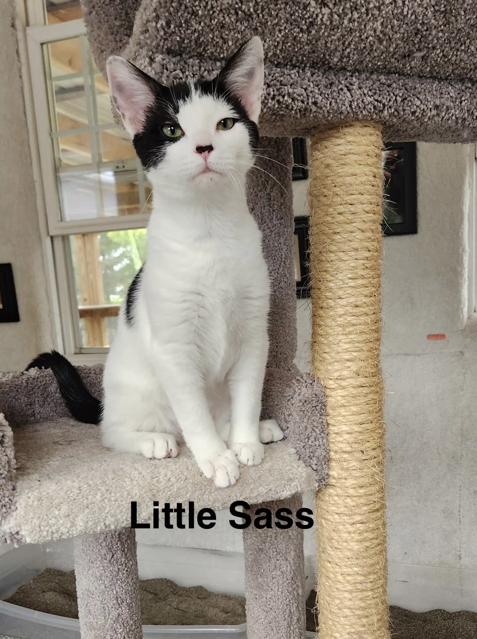 Little Sass - The Jan Litter